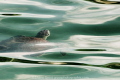   green sea turtle rises breath. breath  